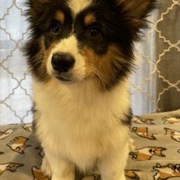 Elain - American Corgi puppy from Weatherby’s Corgis