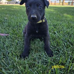 Dutch Shepherd Puppies from C’los Belgian/dutch shepherds