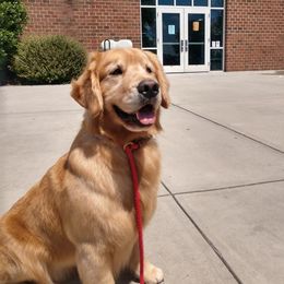 Golden Retriever All Grown Up from Liberty LionsWatch Goldens and Havanese
