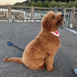 Goldendoodle All Grown Up from Dawnie’s Doodles