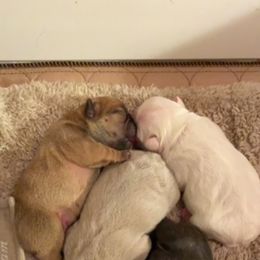 French Bulldog Puppies from Jasu French Bulldogs