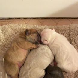French Bulldog Puppies from Jasu French Bulldogs