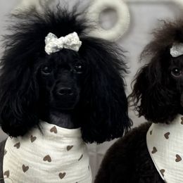 Poodles from Citygirlpoodles