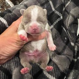 Boy 2 Lilac - Lilac male Boston Terrier puppy in Coopertown, Tennessee from Toon’s Boston Terriers