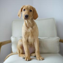 Labrador Retriever puppies from UC Labradors LLC
