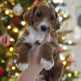 Eloise - Red  female Goldendoodle puppy in Brooksville, Florida from Abby’s Standard Goldendoodles