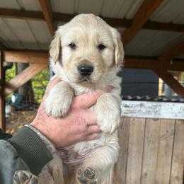 Male 5 - Golden male Golden Retriever puppy in Rainier, Washington from Hanson’s NW Goldens & Doodles