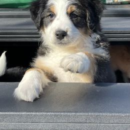 Aussiedoodle Puppies from Hearth&Hound Doodles