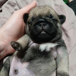 Bacchus - Fawn male Pug puppy in Glendale, Oregon from Azalea Pugs