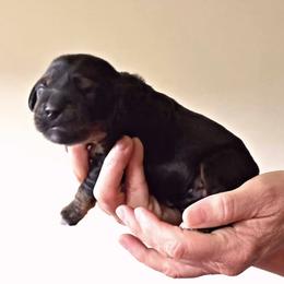 Purple Collar - Black female Australian Labradoodle puppy in Decatur, Alabama from Southern Meadows Doodles
