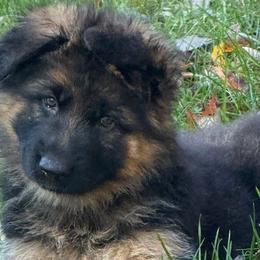 German Shepherds from Rhondah