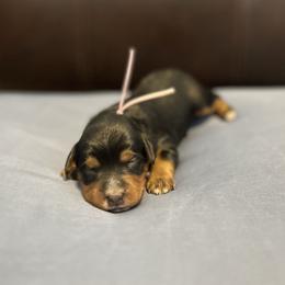 Light pink - Tri-color female Bernedoodle puppy in Casper, Wyoming from 307 Doodles
