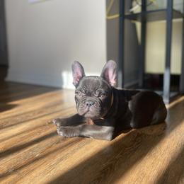 French Bulldog Puppies from Poppy’s Frenchies
