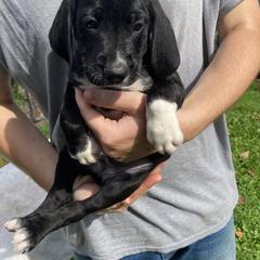 Mountain Cur Puppies from Walnut Ridge Mountain Curs