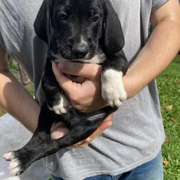 Mountain Cur Puppies from Walnut Ridge Mountain Curs