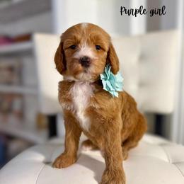 Purple girl - Apricot female Goldendoodle puppy in Valdese, North Carolina from Doodling All Day Goldendoodles