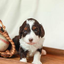 Rookie - Tri-color female Bernedoodle puppy in Jackson, Missouri from Pincksten Family Doodles