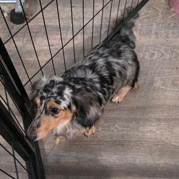 Fancy - Dapple female Dachshund puppy in Declo, Idaho from Dozendachs