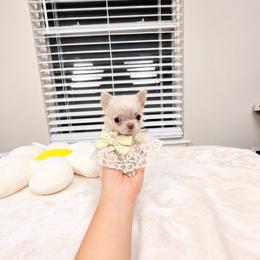 Teeny tiny Baby Luca - Gold male Chihuahua puppy in Jacksonville, Florida from Petits Chihuahuas