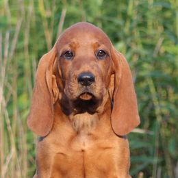 Labrador Retriever and Redbone Coonhound Puppies from Rimfire Kennels