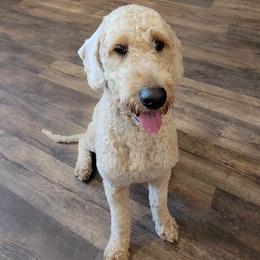 Riju - Goldendoodle