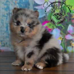 Bruno - Blue merle male Pomeranian puppy in Fultonville, New York from Sandy Aussies & Pomeranians