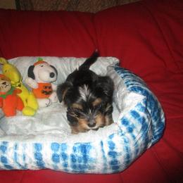 Girl 2 - Black and tan Yorkshire Terrier puppy in Killeen, Texas from K.I.S.S.