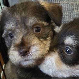Opal - Liver female Miniature Schnauzer puppy in Fredericksburg, Virginia from Liver Legends