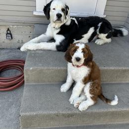 Saint Berdoodle Puppies from Country Manor Saint Berdoodles
