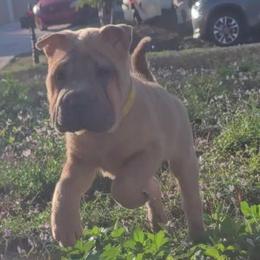 Sesame Seed - Blue sable female Chinese Shar-Pei puppy in Lehigh Acres, Florida from Florida Wrinkles
