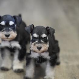 Miniature Schnauzer puppies from Snowflake Schnauzers