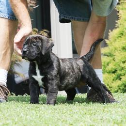 Purple Collar - Tiger female Perro de Presa Canario puppy in Pocahontas, Illinois from Cabeza Grande Kennel