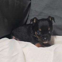Moose - Black and tan male Chihuahua puppy in Royal Center, Indiana from Marvelous Chihuahuas