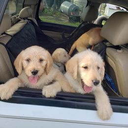 Aussiedoodle, Labrador Retriever, Labradoodle, and German Shorthaired Pointer Puppies from Cherokee Rose kennels