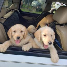 Aussiedoodle, Labrador Retriever, Labradoodle, and German Shorthaired Pointer Puppies from Cherokee Rose kennels