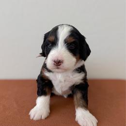 Leota - Tri-color female Bernedoodle puppy in Apache Junction, Arizona from Coffey House Doodles