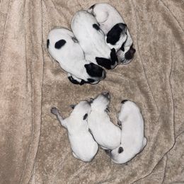 Australian Cattle Dog Puppies from Twisted C Heelers