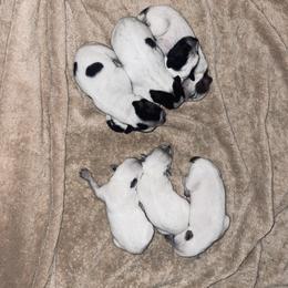 Australian Cattle Dog Puppies from Twisted C Heelers