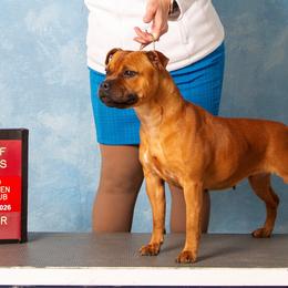 Dita - Staffordshire Bull Terrier