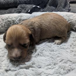 Shaded Cream - Cream male Dachshund puppy in Central Point, Oregon from MRS Long Dog Ranch