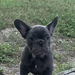 Boxer and French Bulldog Puppies from Beachside Boxers and Frenchies