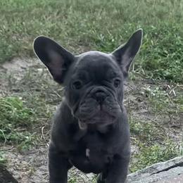 Boxer and French Bulldog Puppies from Beachside Boxers and Frenchies
