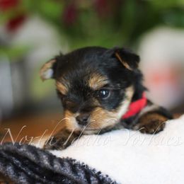 Yorkshire Terrier Puppies from North Idaho Yorkies
