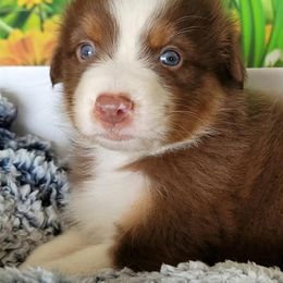 Australian Shepherds from Lakeside Aussies