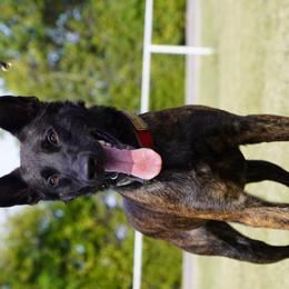 Belgian Malinois, Dutch Shepherds, German Shepherds, and xDutch Shepherds from Vom Jazzigen Haus