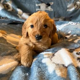 Delilah - Golden female Golden Retriever puppy in Sandy, Oregon from Treasured K-9s