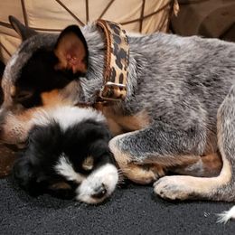 Australian Cattle Dogs from Dennison Family Farms