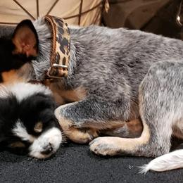 Australian Cattle Dogs from Dennison Family Farms