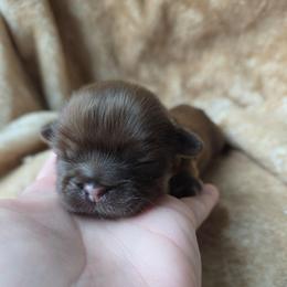 Lou Lou Who - Liver male Shih Tzu puppy in Jenks, Oklahoma from Northstar Shih Tzu