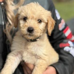 Ladybug - Cream female Goldendoodle puppy in Ambrose, Georgia from Brandilyn's Aussies